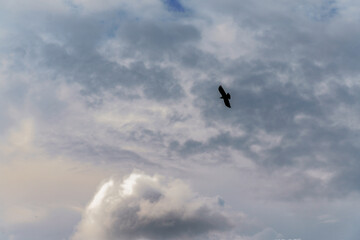 black raven with open wings flying in a dramatic cloudy sky
