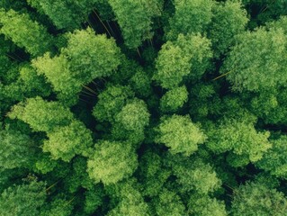Naklejka premium Aerial View Lush Bamboo Forest.