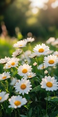 Obraz premium Daisies bloom vibrantly in a lush green meadow, basking in the warm sunlight of a spring afternoon. Their white petals and yellow centers create a cheerful display in nature