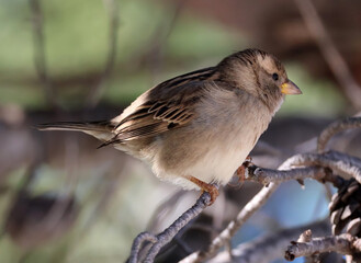 un moineau sur la branche