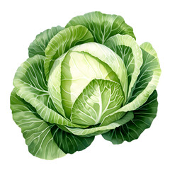 Fototapeta premium Digital technology cabbage watercolor design illustration