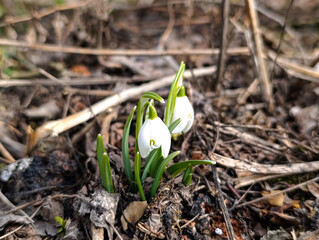 Blooming snowdrops in the garden on a spring day