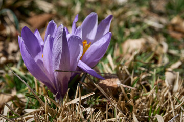 Prime fioriture di Crocus a Campo Imperatore - GRAN SASSO
