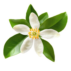 Fototapeta premium white flower with green leaves