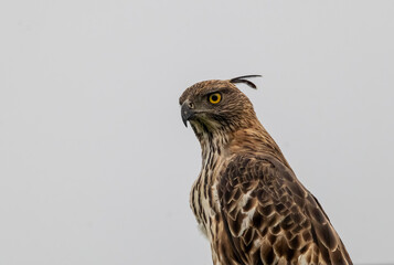 Bird - Crested Hawk Eagle