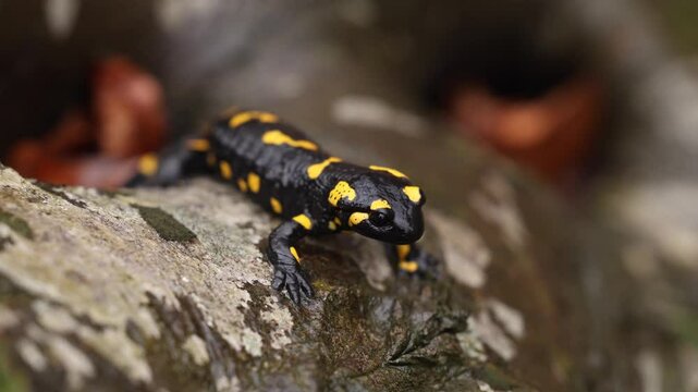 A black and yellow fire salamander sits on a damp rock in the forest, showcasing its vibrant markings. A rare amphibian in its natural habitat. 4k close up salamander video