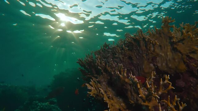 Close-up of coral reef with tropical fishes in morning light, Slow motion, Panorama of Net Fire Coral, Millepora dichotoma at down, Bottom view of marine life on coral reef at sunrise