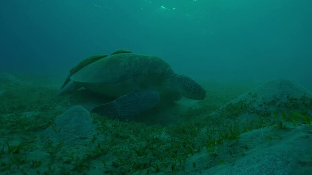 Sea turtle grazing on the seabed in evening light on backlit, Slow motion of Great Green Sea Turtle, Chelonia mydas on the bottom eats Smooth ribbon seagrass, Cymodocea rotundata at sunset