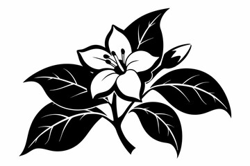 Fototapeta premium jasmine flower line art silhouette vector illustration