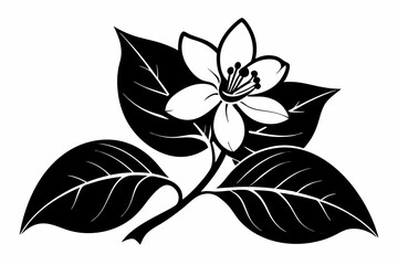 jasmine flower line art silhouette vector illustration
