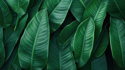 Classy Dark Green Foliage Texture
