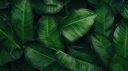 Classy Dark Green Foliage Texture