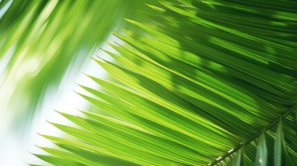 close up of lush green palm leaf
