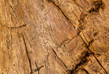 wood texture background