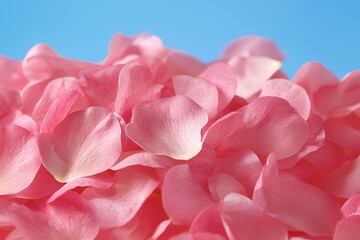 Obraz premium Pile of Rose Petals Close Up with Light Pink Color on Blue