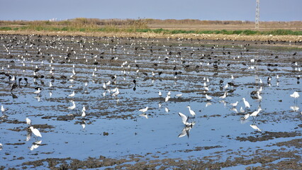 filed for seeding of rice near nature reserve La Albufera,Spain