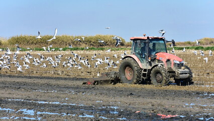 tractor is preparing arable land for seeding of  rice and  flock of birds looking for food