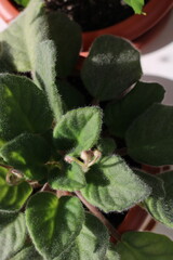 violet with buds top view,