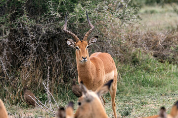 impala male in savanna, African black-footed antelope with lyre horns. Kruger National park, safari in South Africa