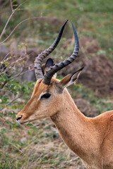 Close up portrait, head of male impala, African black-footed antelope with lyre horns. Kruger National park, safari in South Africa