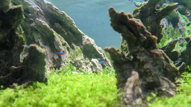 School of neon tetra fish in tropical aquascape. Planted aquarium with big branched roots and Frodo stones.