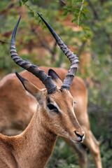 Fototapeta premium Close up portrait, head of male impala, African black-footed antelope with lyre horns. Kruger National park, safari in South Africa
