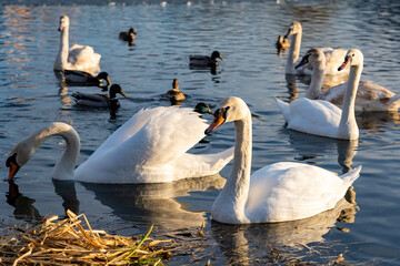 Swans and ducks swimming peacefully in a tranquil lake