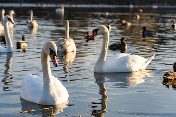 Swans and ducks swim peacefully in a serene lake during sunset