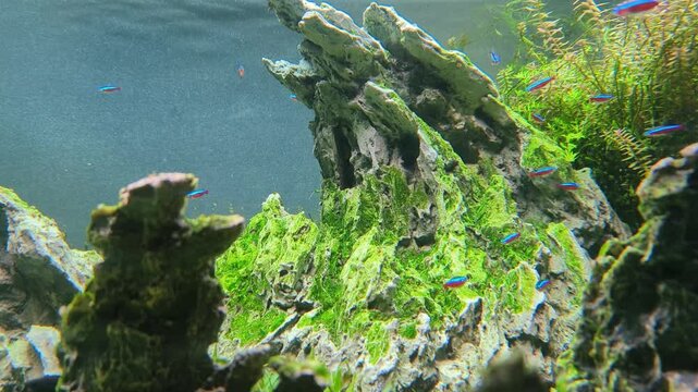 School of neon tetra fish in tropical aquascape. Planted aquarium with big branched roots and Frodo stones.