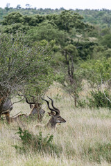 Males Greater Kudu resting in bushland african savanna, Kruger National Park, South Africa
