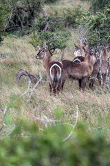 group of waterbuck females in bushland african savanna. Kruger National park, South Africa