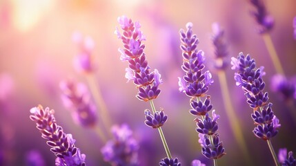 Obraz premium lavender flowers in the garden