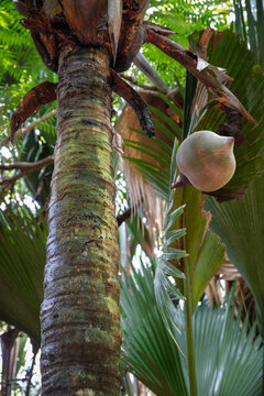 Endemic Coco de mer palm tree with the largest nut in the world in Vallee de Mai Nature Reserve on Praslin island in Seychelles