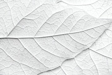 Obraz premium Close-up White Leaf Texture with Veins Creating a Minimalist Pattern