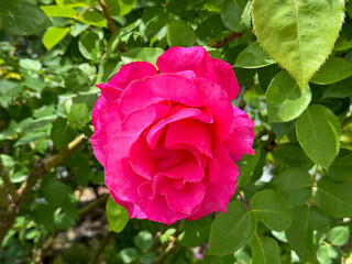 Affectionate rose bloom bright pink petals