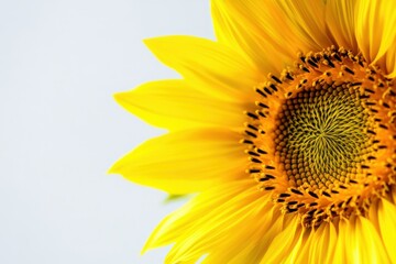 Vibrant sunflower flower petals on bright white background for nature and floral enthusiasts