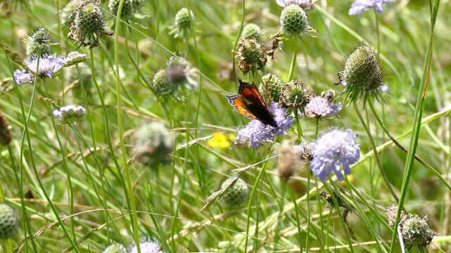 Small Tortoiseshell Butterfly (Aglais urticae) moving around on a small scabious in Zurich, Switzerland