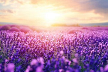 Obraz premium Lavender field in full bloom bathed in golden sunlight, vibrant purple flowers offering a tranquil scene, ideal for wellness, relaxation, and nature-focused projects