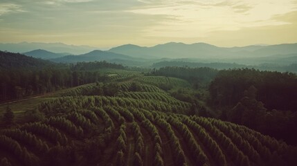 Fototapeta premium A bird's-eye view of a massive reforestation project with newly planted trees covering the landscape.