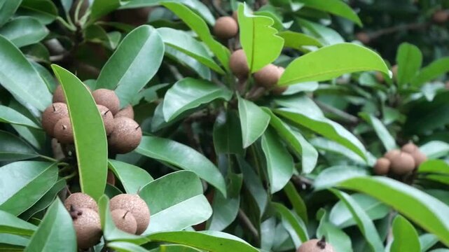 Sapodilla, commonly known as "sawo," is a tropical fruit with a unique, sweet flavor and soft, grainy texture. It is typically round or oval-shaped, with brown, rough skin and a sweet, brownish flesh 