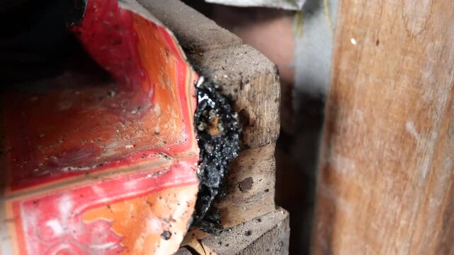 The small black honey fly, also known as *Melipona* or stingless bee, is a fascinating insect commonly found in tropical and subtropical regions. These tiny flies are notable for their dark, almost bl