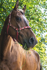 portrait of a horse © Kinga