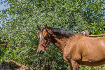 horse in the field © Kinga