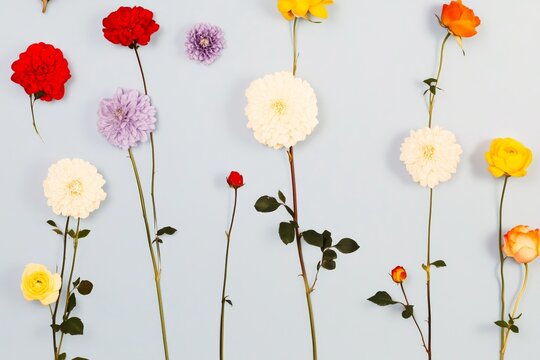 Chrysanthemum Flowers, roses, peaches, choiserie on a blue background - Powered by Adobe