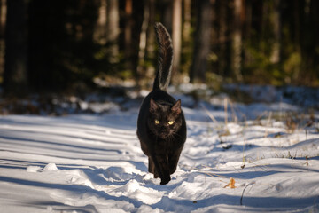 Black cat with yellow eyes in winter