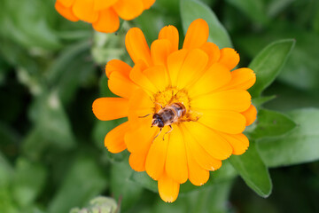 Calendula officinalis, also called the pot marigold, common marigold, ruddles, Mary's gold or Scotch marigold, is a flowering plant in the daisy family Asteraceae. 