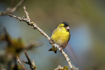 Siskin yellow bird on a branch of a tree