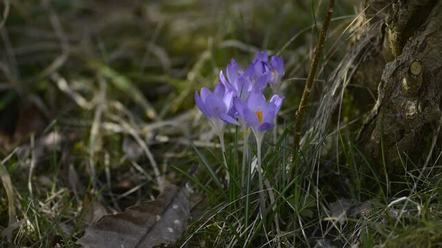 Krokus Osterglocke Osterblume Crocus Lila Zeitraffer