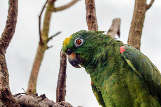 Green Parrot with Vibrant Plumage Perched in Tenjo, Cundinamarca, Colombia. Detailed Close-Up of Exotic Bird in Natural Setting - Powered by Adobe