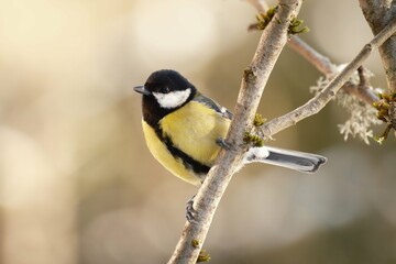 Great tit in winter on a branch
